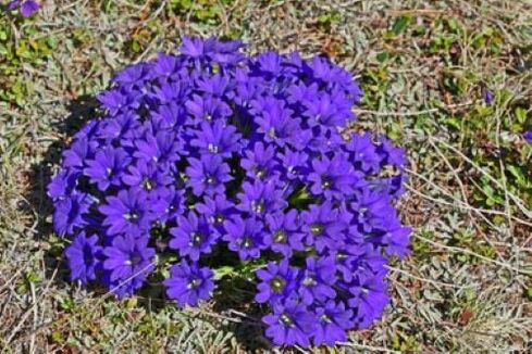 корань гарачаўкі ад паразітаў у арганізме