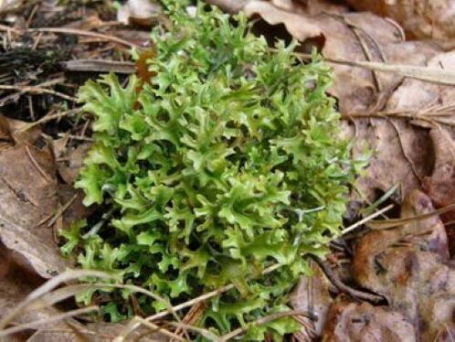 цэтрарыя ад паразітаў у арганізме