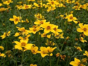 чарада ад паразітаў у арганізме