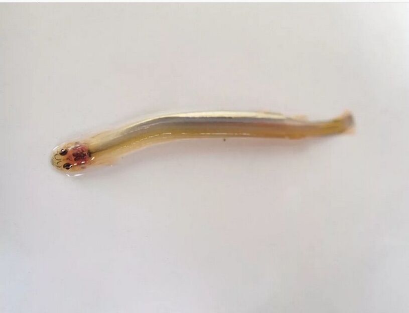 Ванделлия вусатая - небяспечная рыбка-паразіт