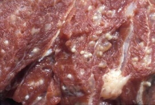 Мяса, заражанае трыхінеламі - небяспечнымі паразітамі
